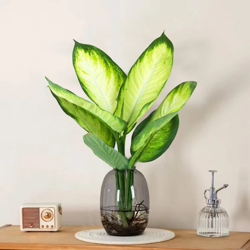 【不带瓶】水培玛丽安50cm-60cm高桌摆绿植好养美观耐阴客厅植物