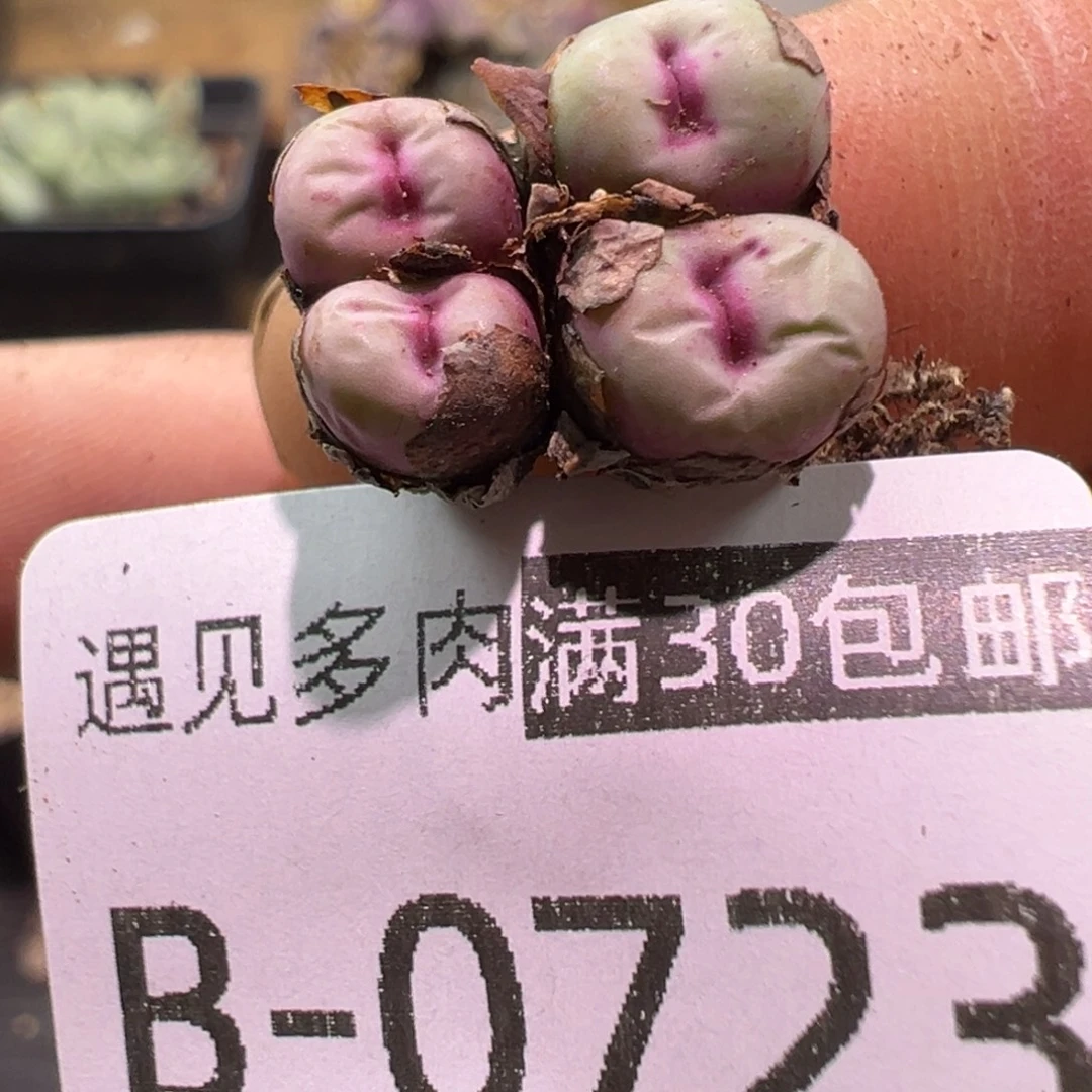 多肉植物11111111111