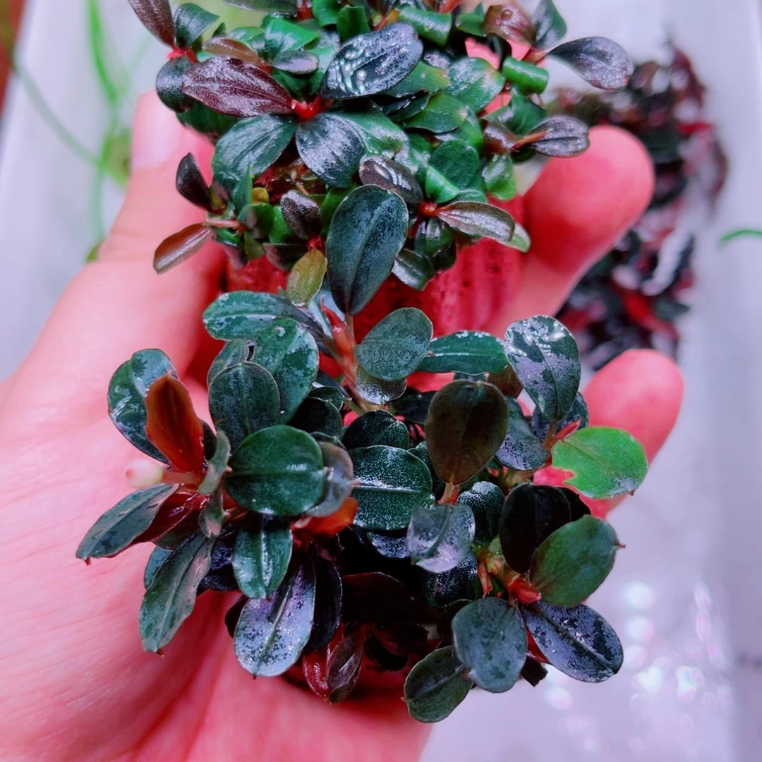 灵***菊美小呆特价套餐一份