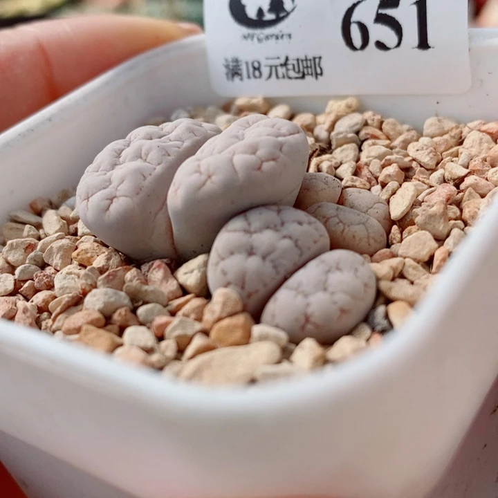 生石花花花花花花花花651