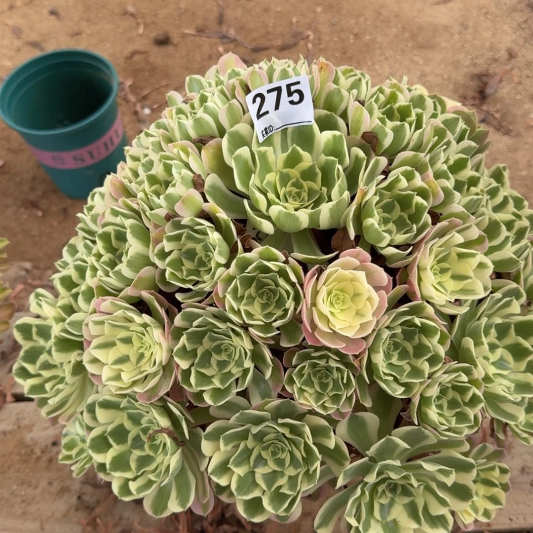 275多肉植物白凤