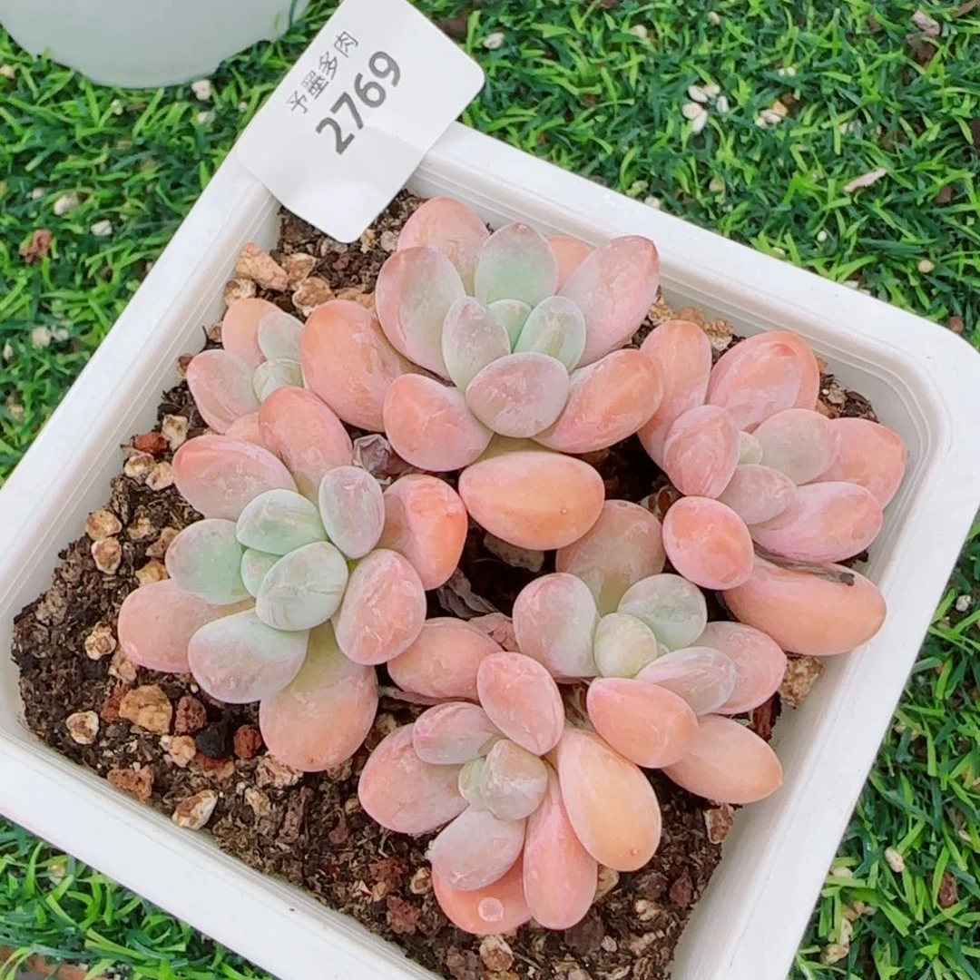 香玉无砍，2769多肉植物