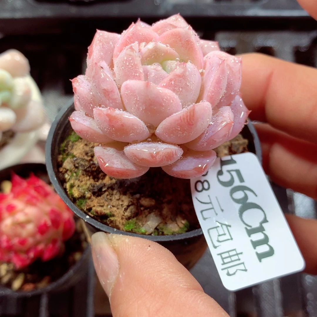 5厘米盆精控多肉156