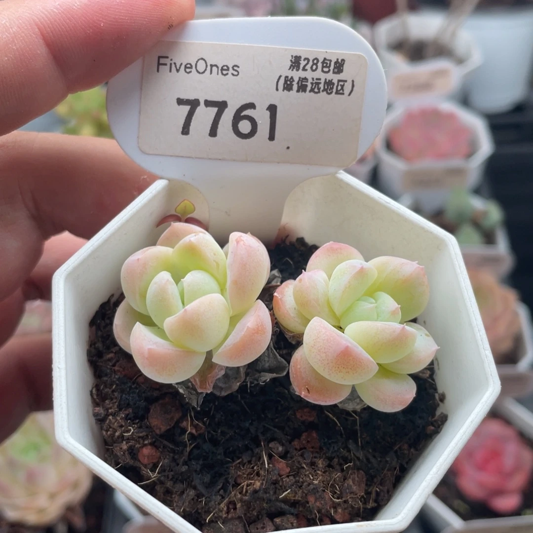 雪媚娘7761-5.5厘米