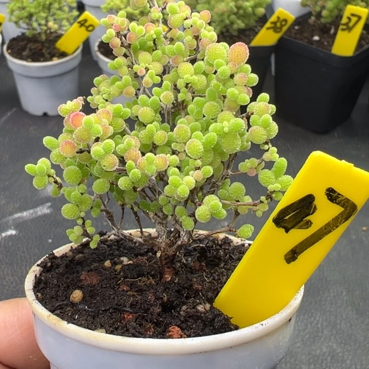 47号彩色蜜橘 一物一拍