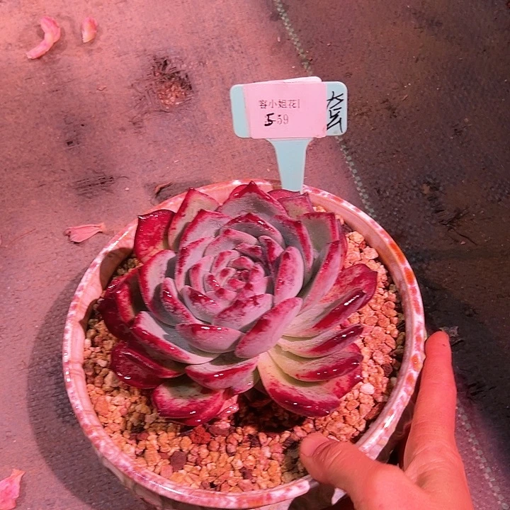 5.59紫卡多肉植物