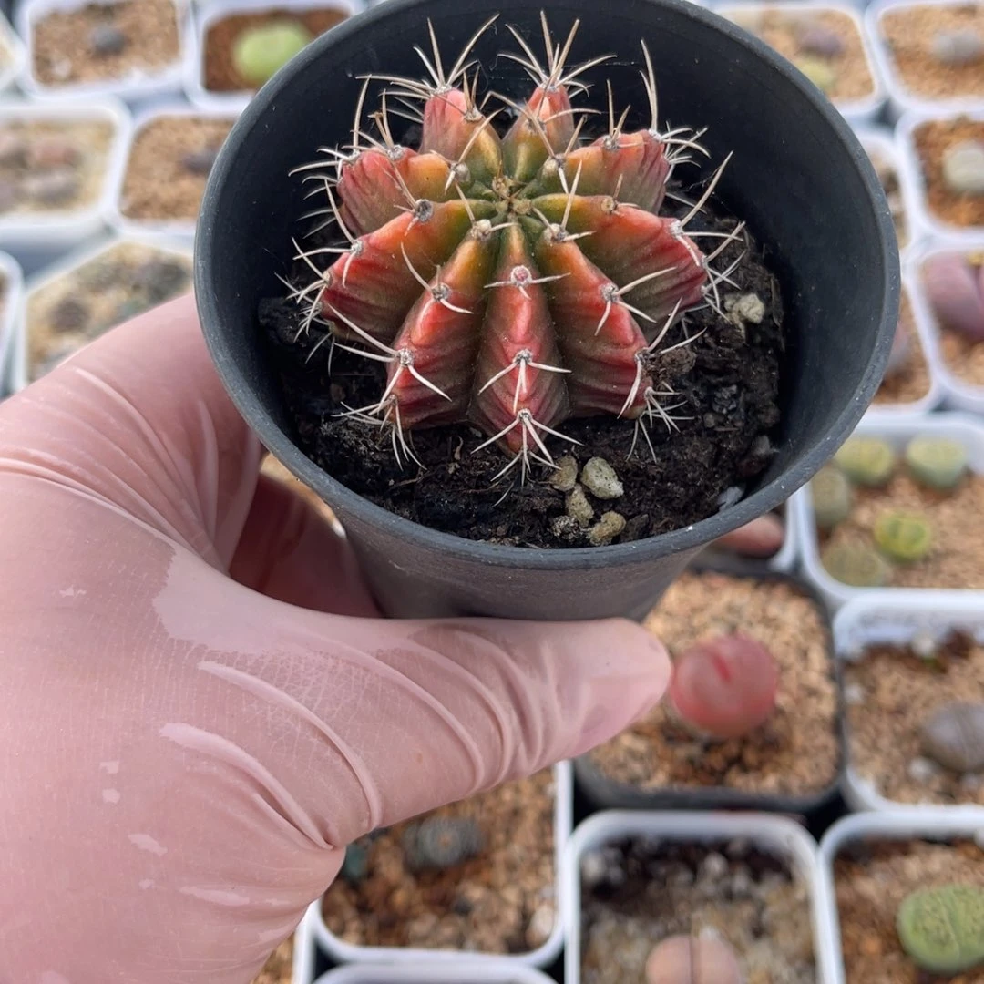 多肉植物一物一拍47