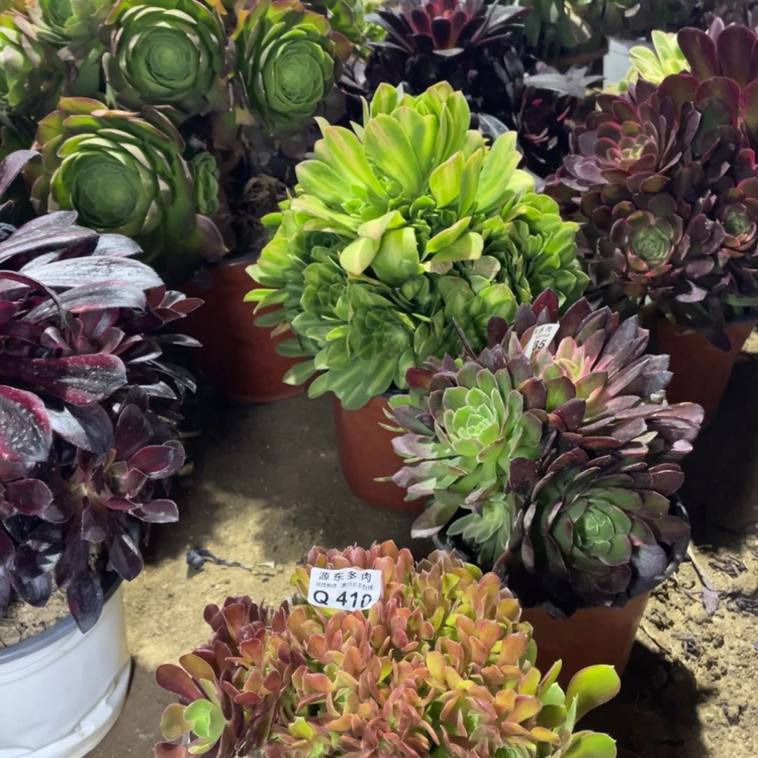 410柠檬多肉法师断枝不包