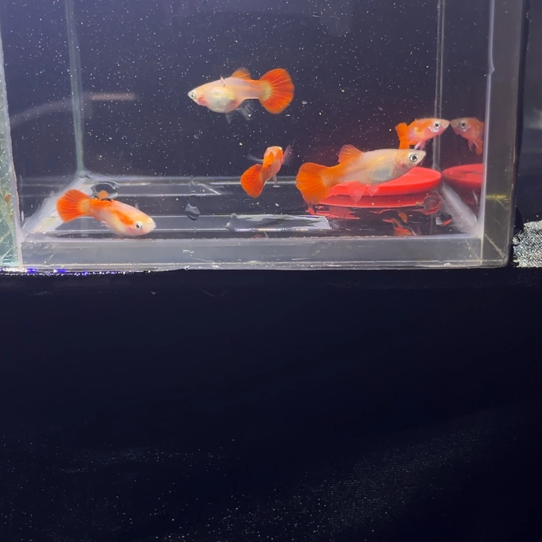 孔雀鱼黄暴球孔雀鱼12