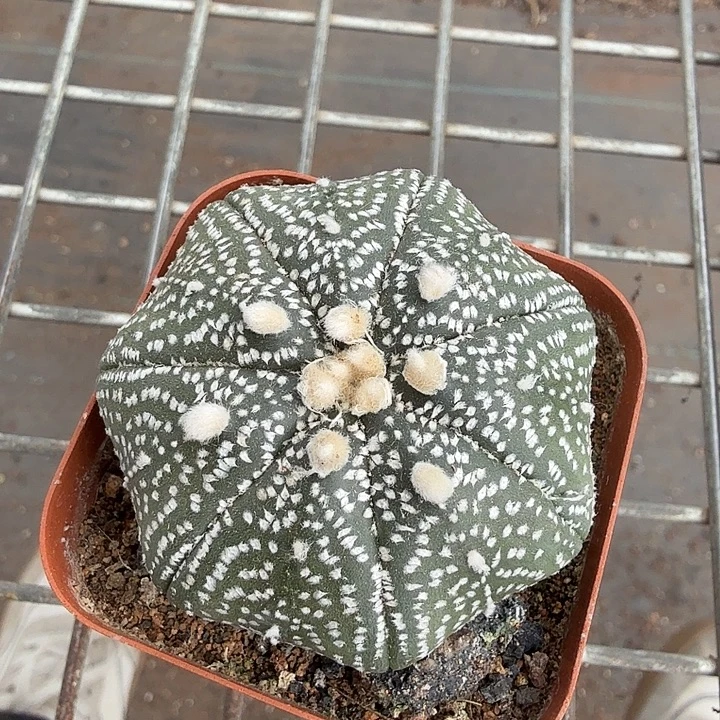 实生海星兜4仙人球