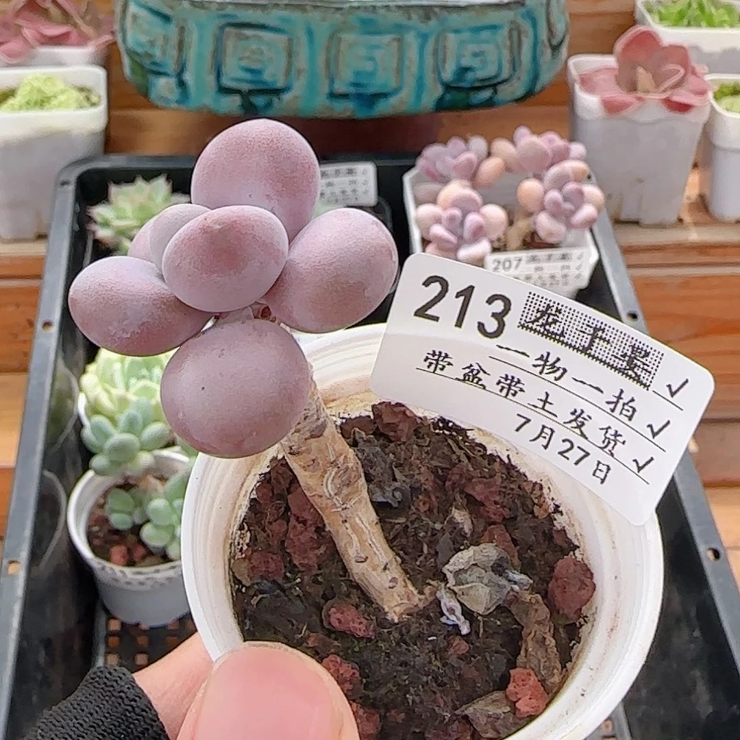 多肉0727-213桃蛋小老桩