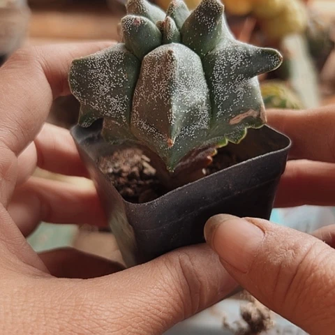 349实生角尤鸾仙人球