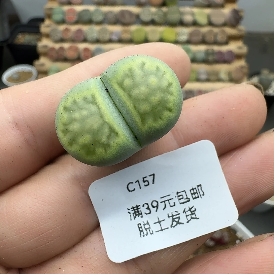 157多肉哈哈哈哈哈哈哈
