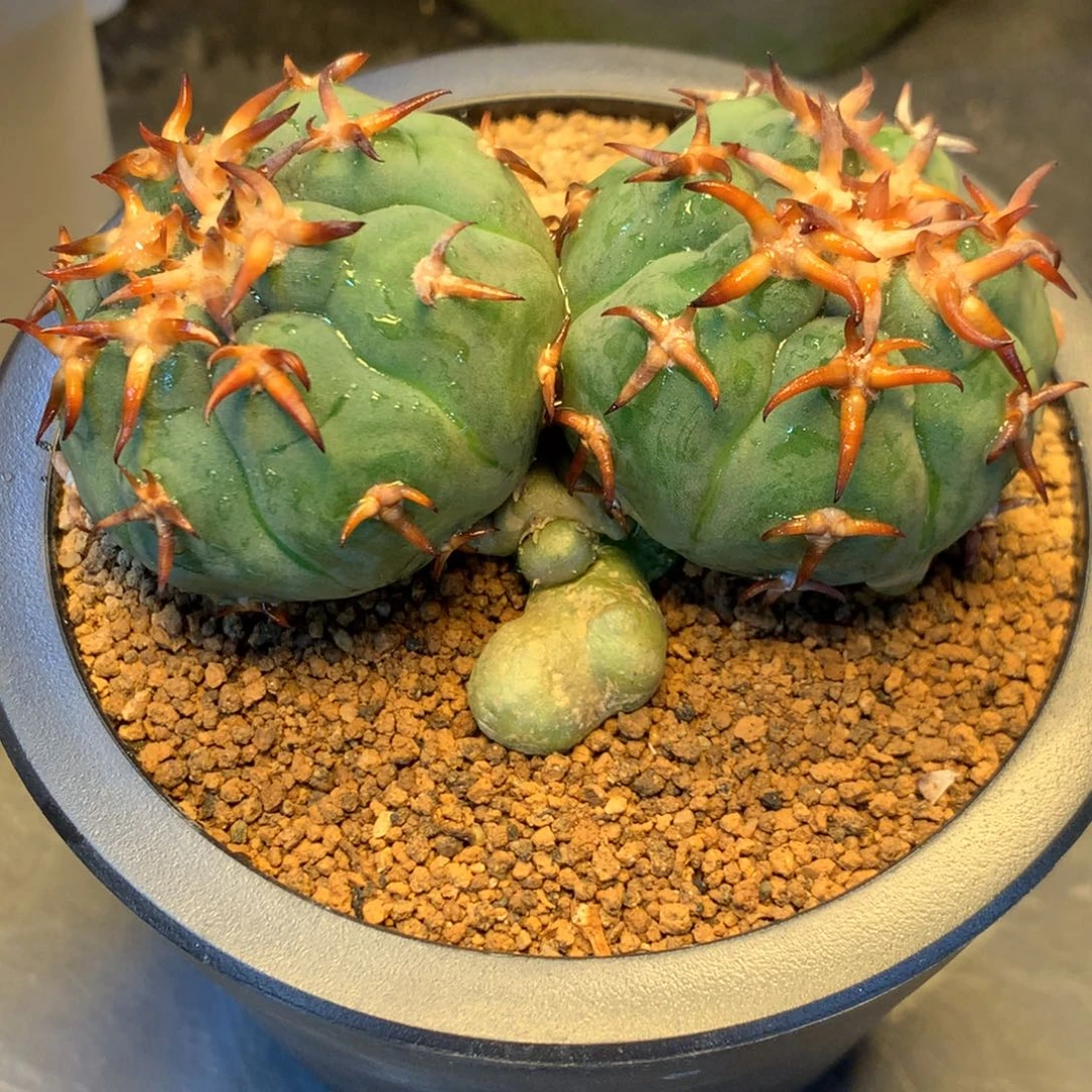 无***幻专拍一物一拍实生猫爪