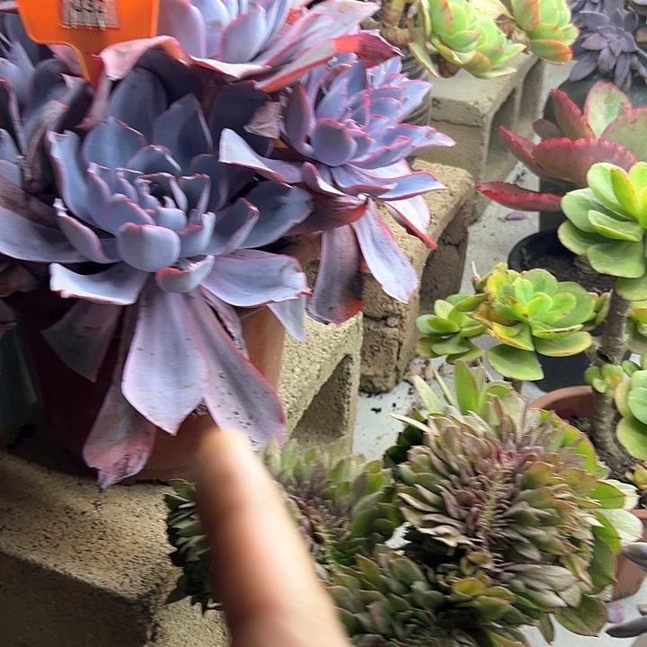 欧***阳晚霞多肉植物生长032