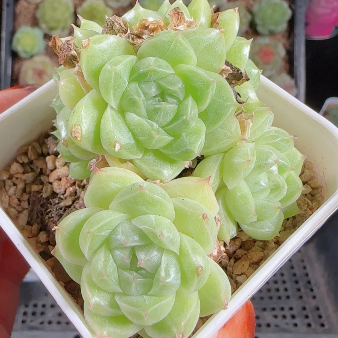 1022-111麦秆优选不包整