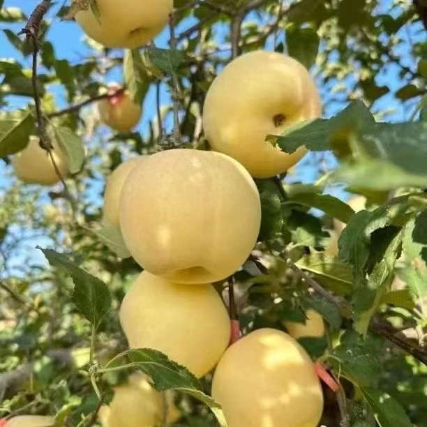 正宗烟台奶油富士苹果精选品质果现摘新鲜脆甜多汁产地直发