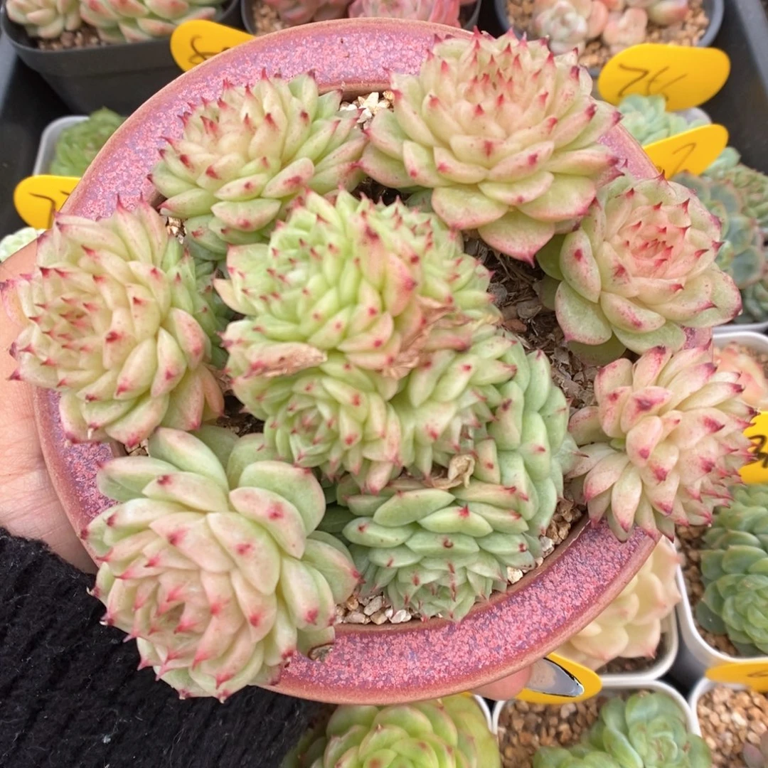 捧花麦秆群生795号