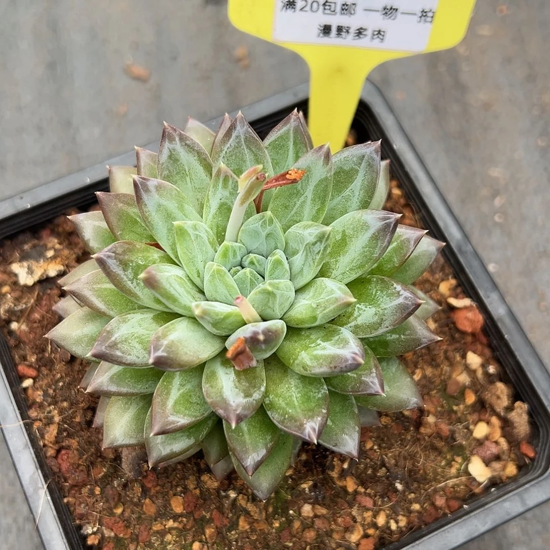 526074 幻影系列企鹅美人单头暗纹