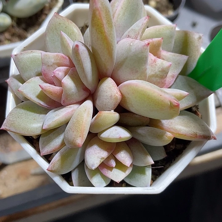 多肉植物德国香槟790