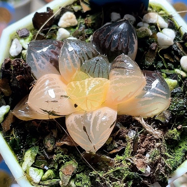 656玉潭锦一物一拍