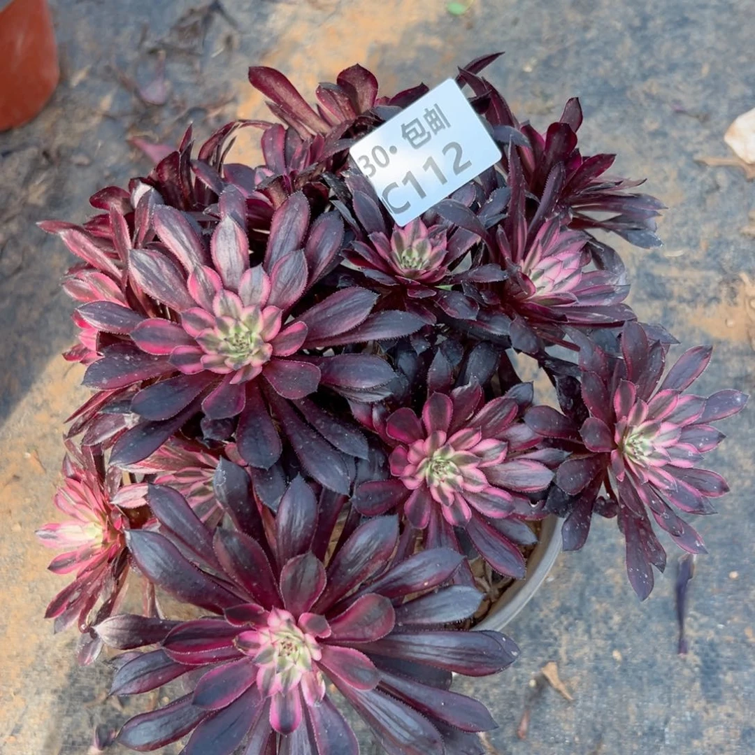 用****4112 多肉法师黑天鹅