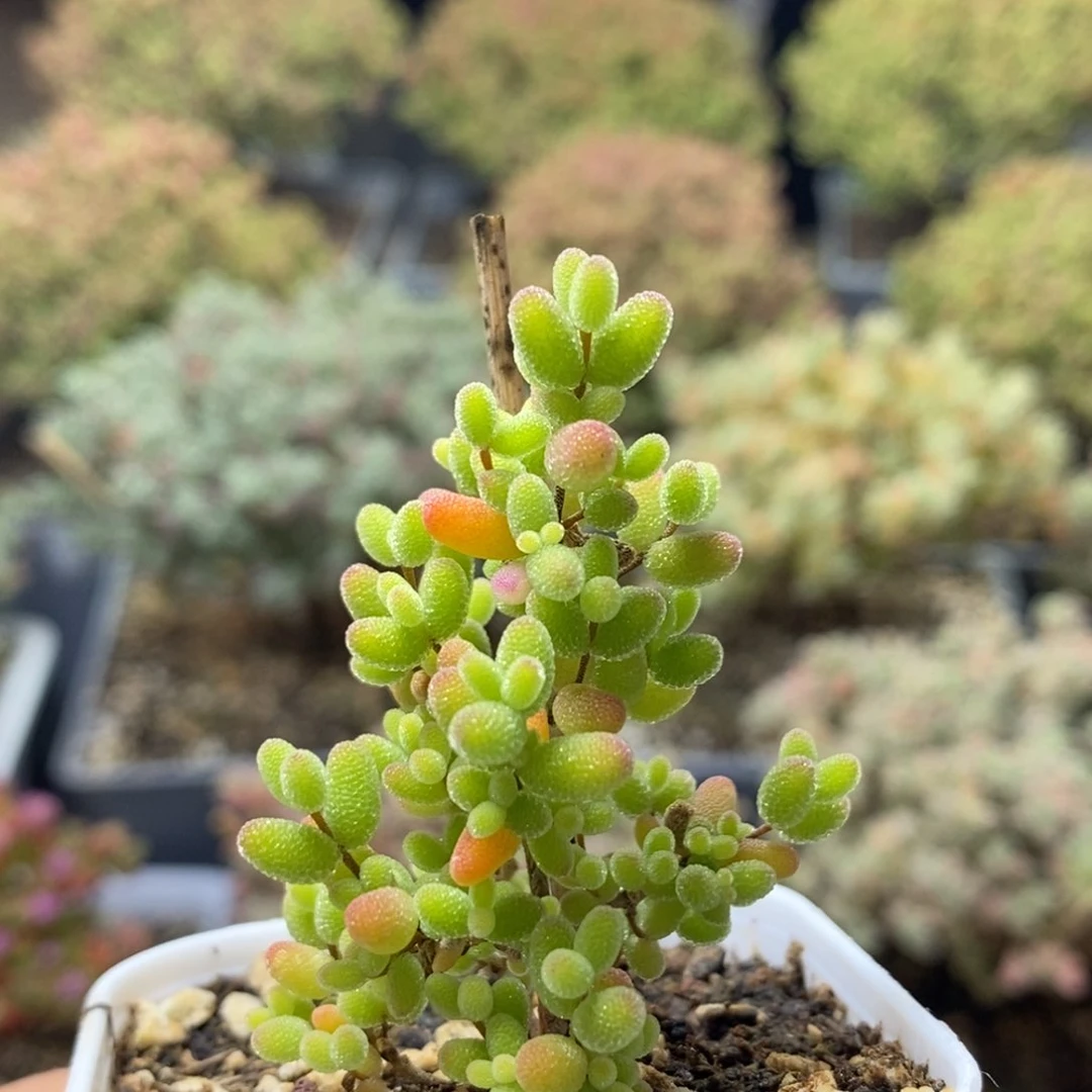 蜜橘糖球1893枝干番杏