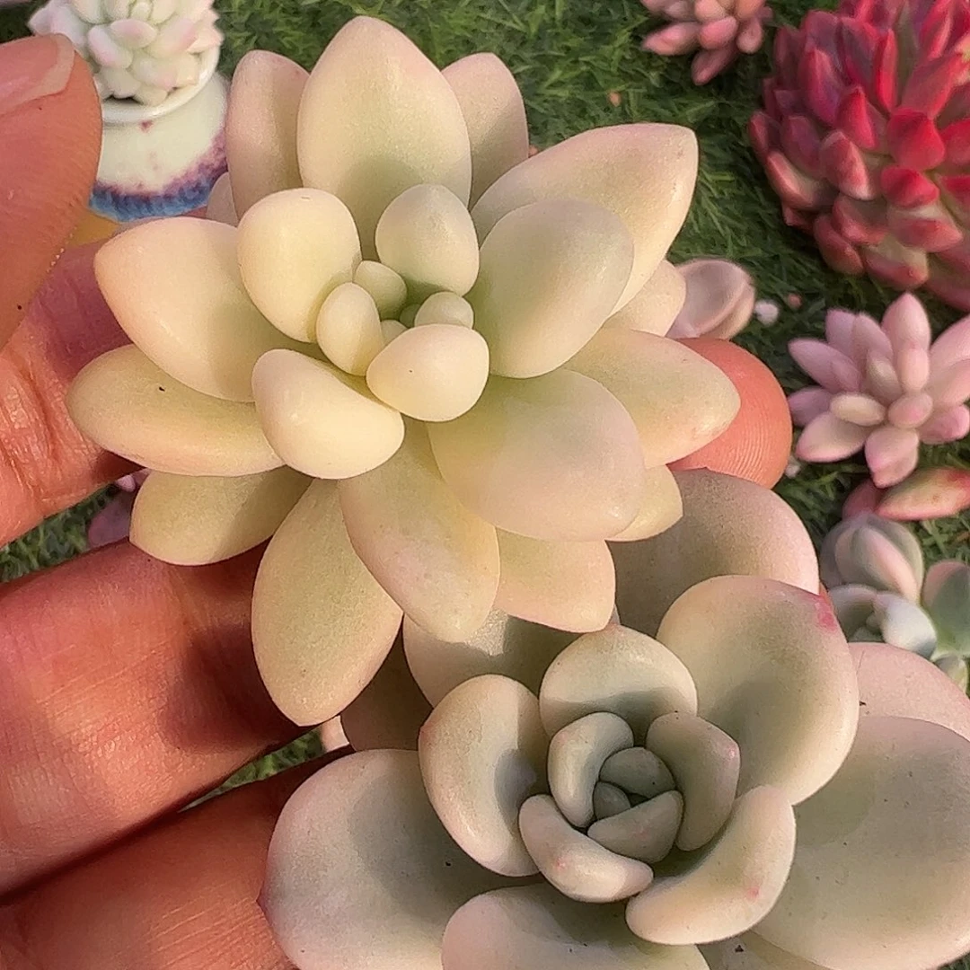 F***s多肉植物多肉植物
