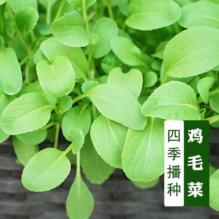 鸡毛菜种子上海青小油菜种籽菜籽耐寒四季春季盆栽青菜农家lz