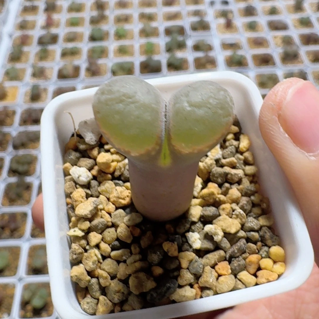 W*?脱土发货...........