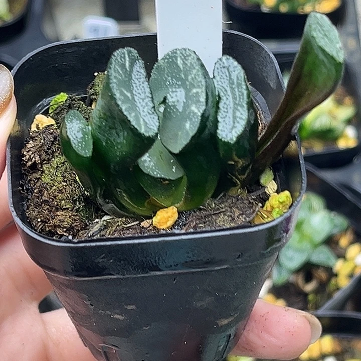 92大绳帝玉扇头家多肉十二卷