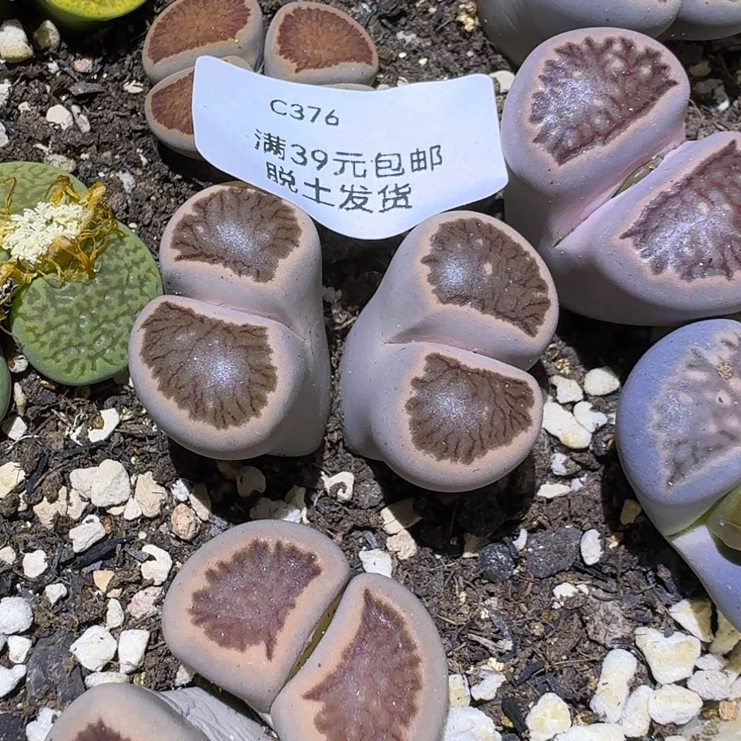 376多肉哈哈哈哈哈哈哈