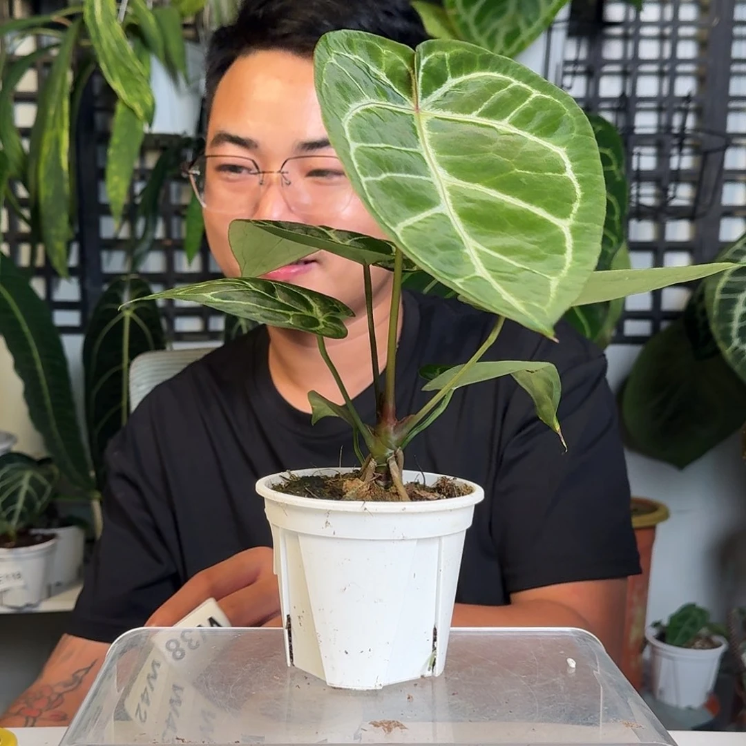 无花朵一物一拍W 35