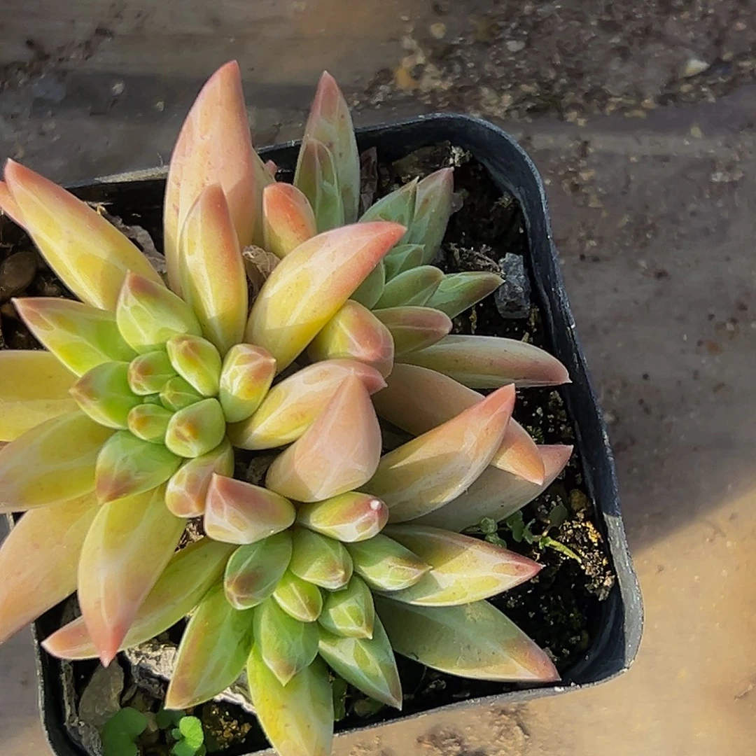 美美精品多肉美人系