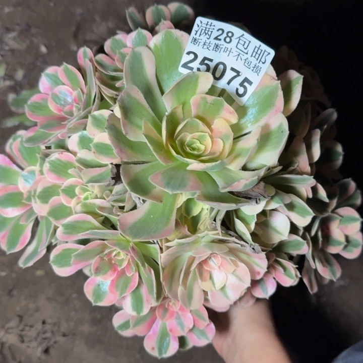 25075女郎多肉植物