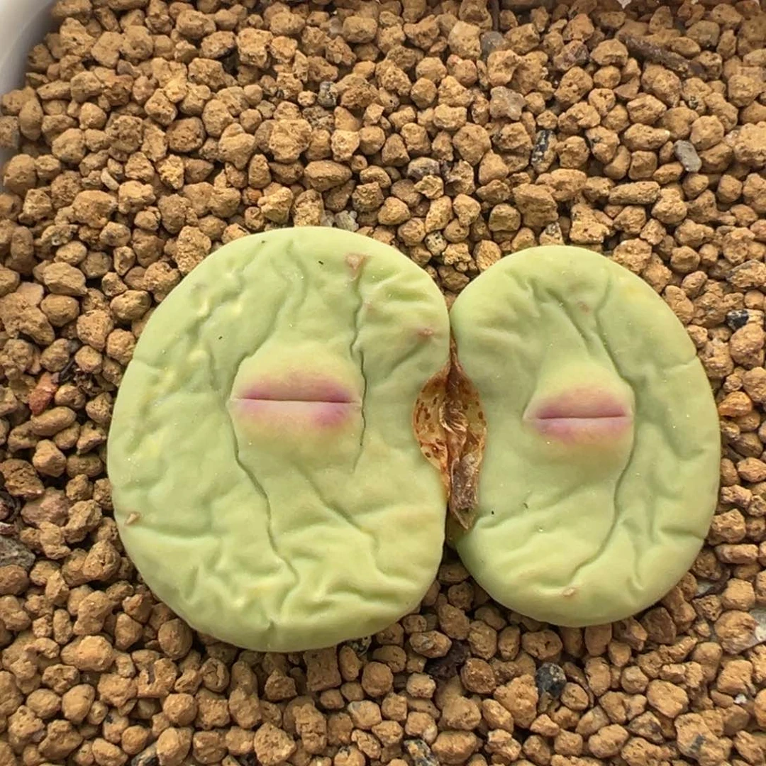 338号大型嘟嘟嘴。