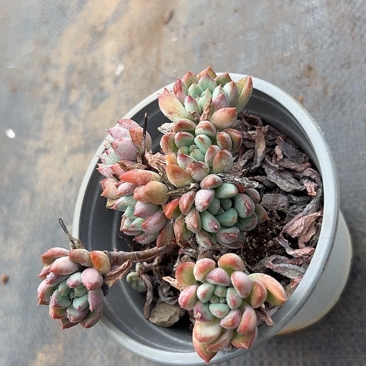 二代虞。