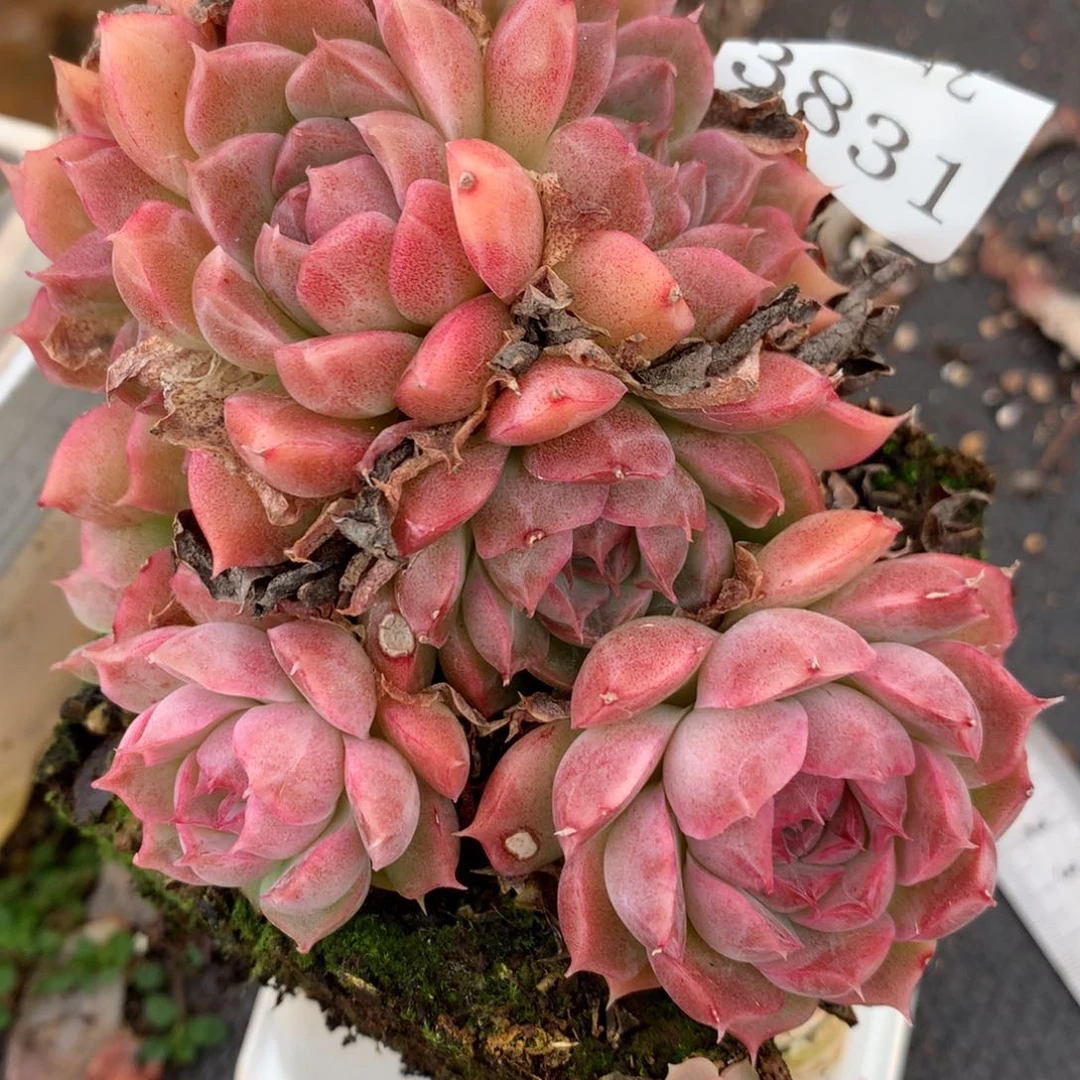 3831杂交多肉老桩