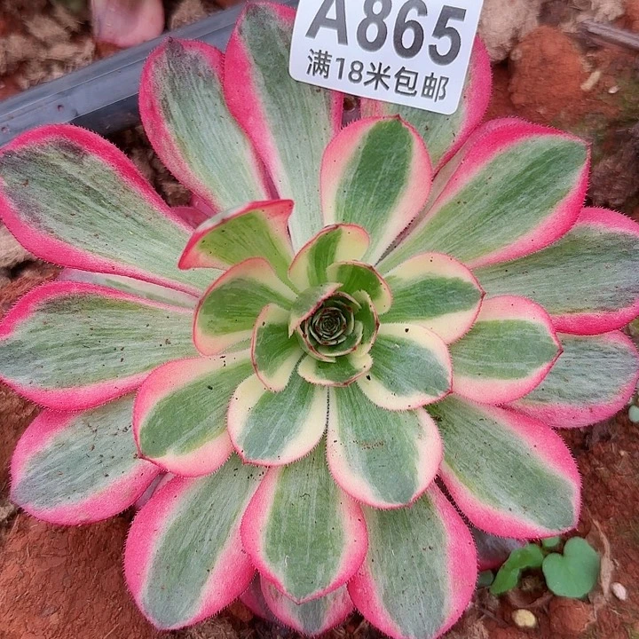 多肉法师云菏朵朵