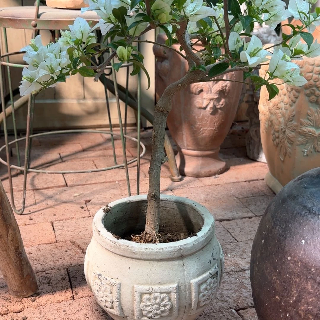 许纯的花房 四方花小号