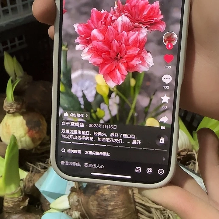 双重闪耀8公分以上花箭福利