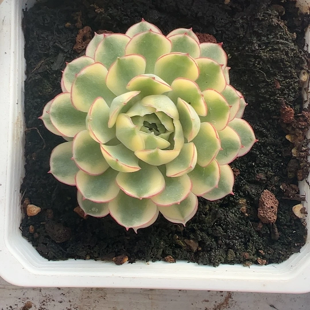 梦幻玫瑰锦多肉植物