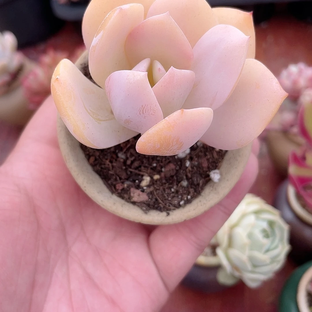 2827  白凤  六月六