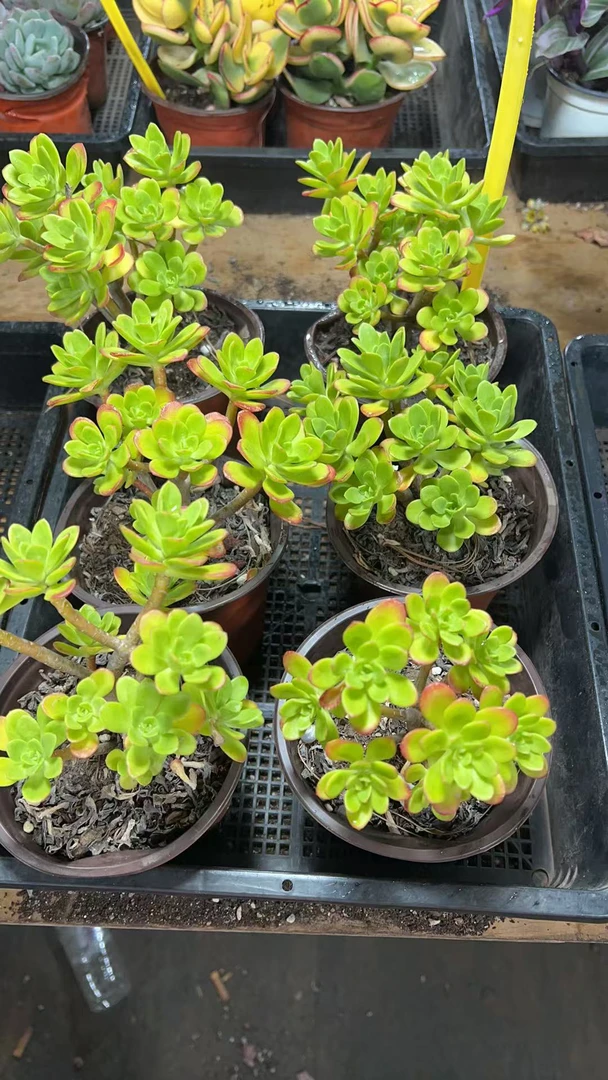 【青杨 满9.99包邮】阳台办公室庭院老桩盆栽多肉植物