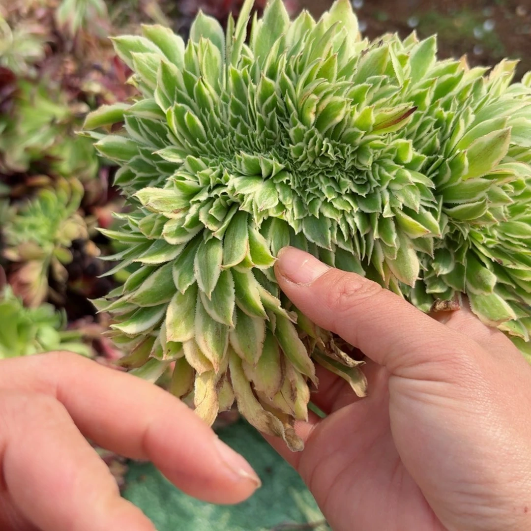 我8337 号多肉法师新年特价没有根