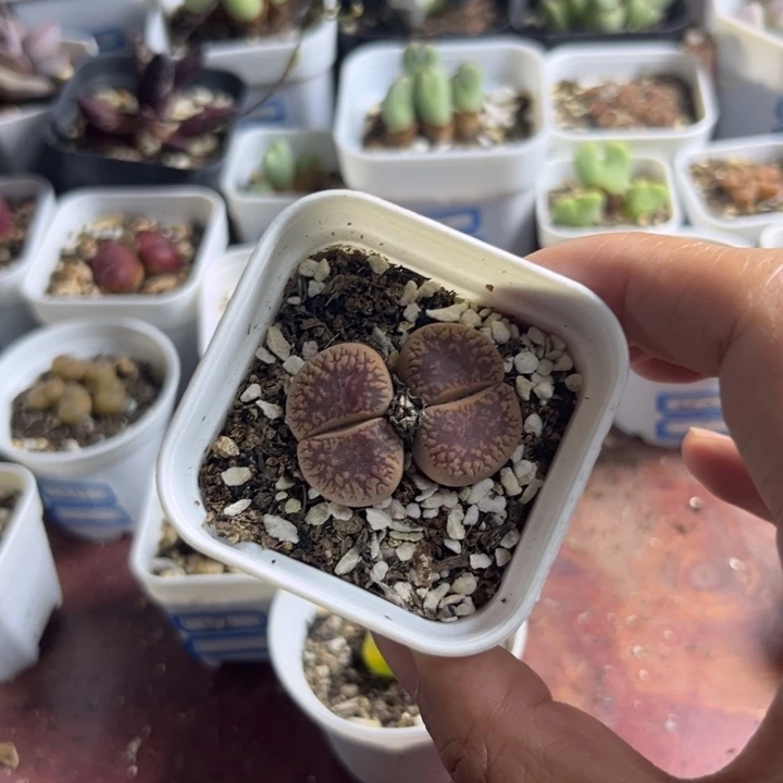 323 双头大日轮多肉植物