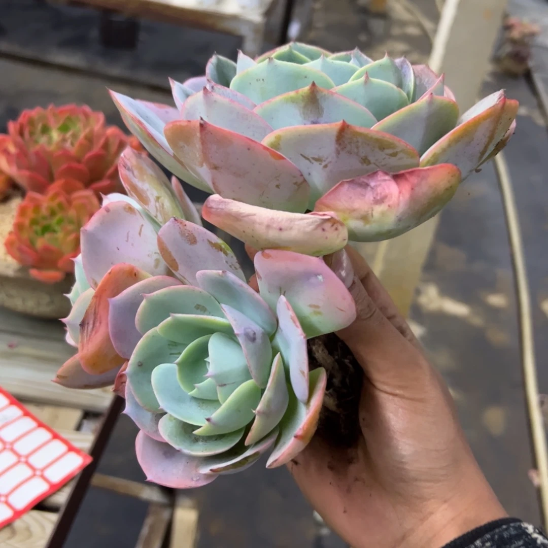 杂交38 零零多肉植物