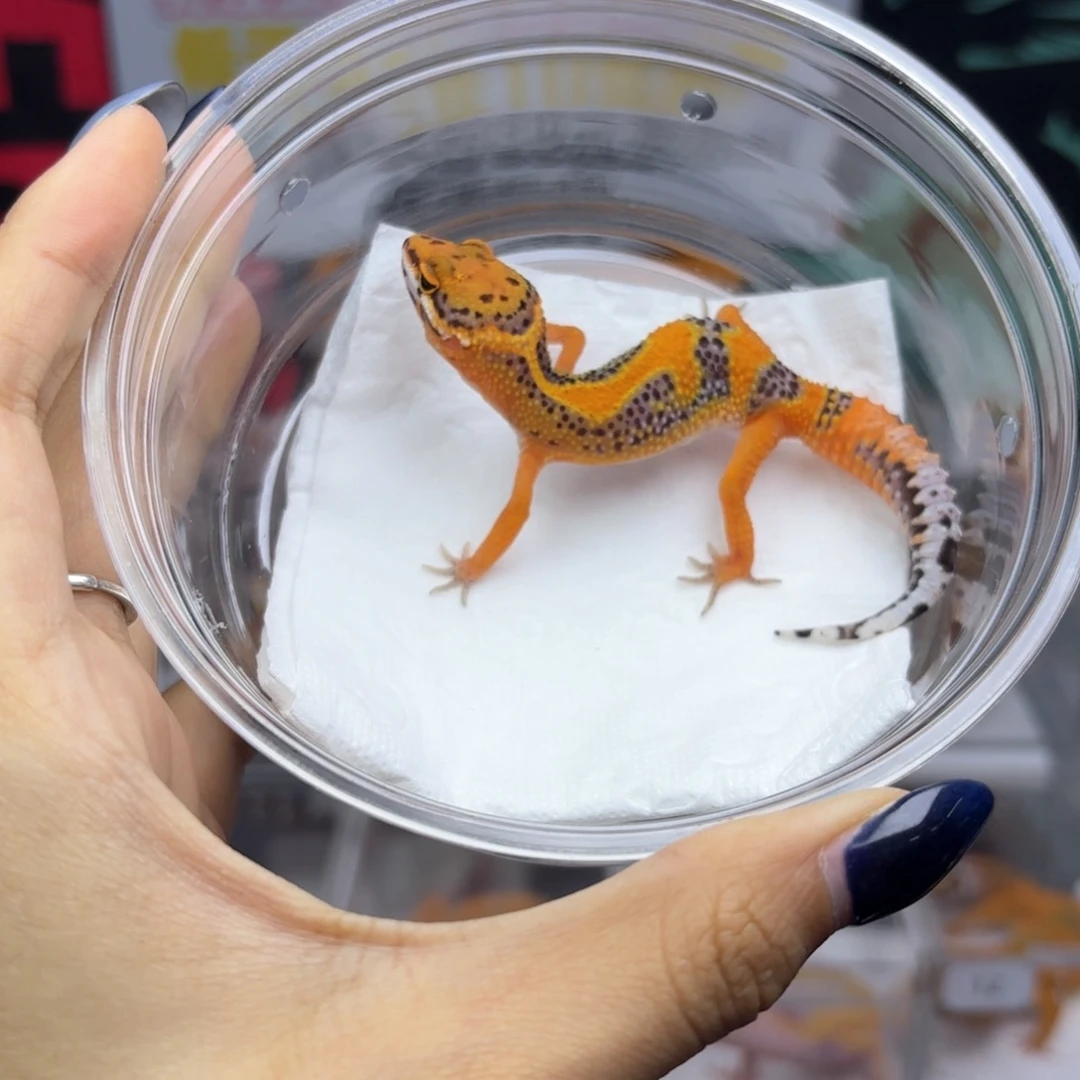 豹纹守宫翡翠妹妹P63