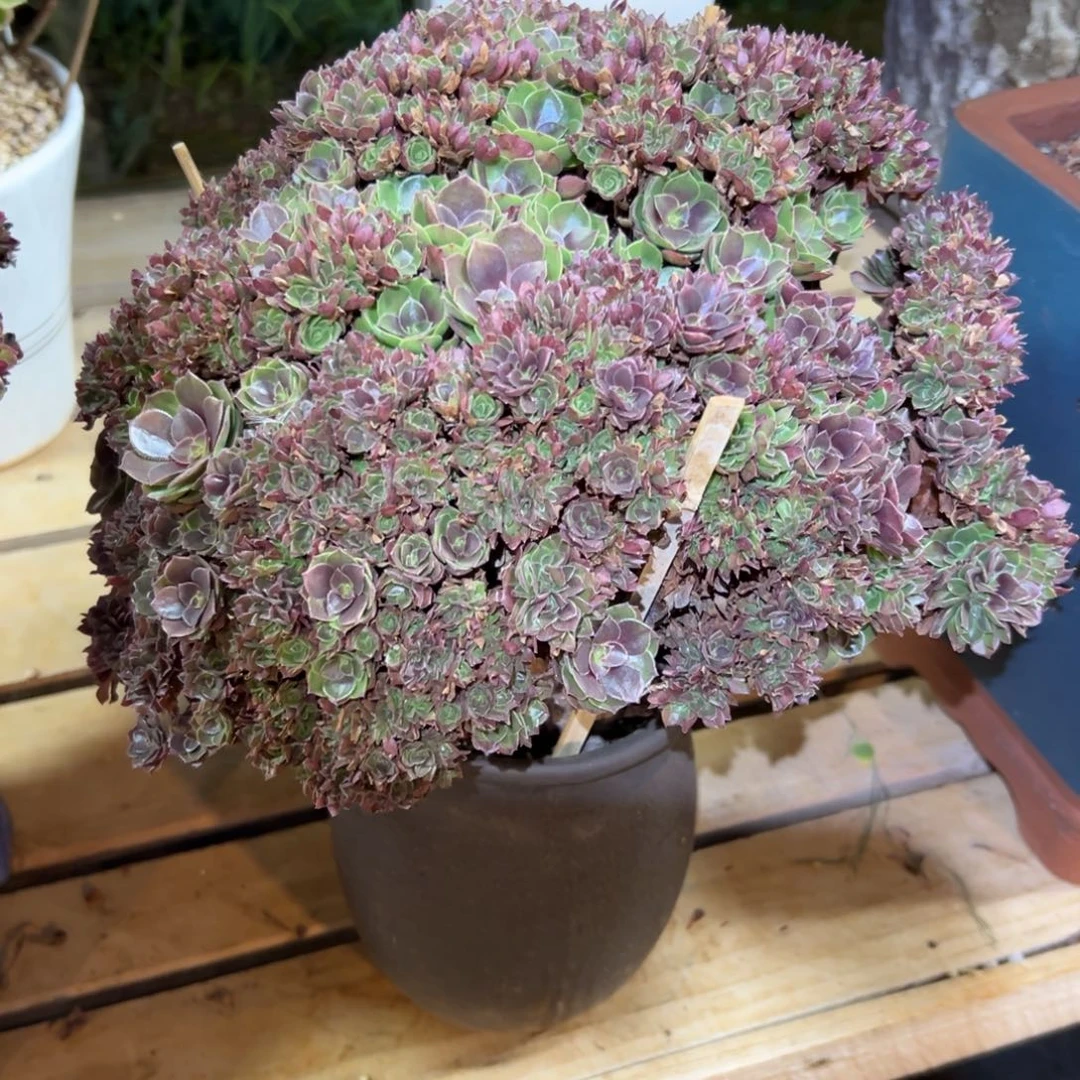 万圣节全朵朵老桩