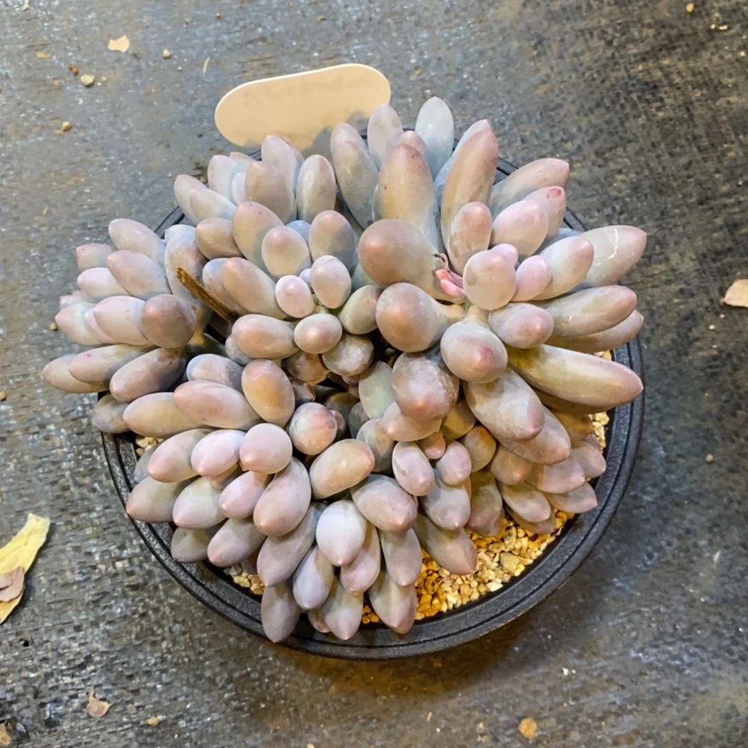 1*7平头汤圆自然群，12345679